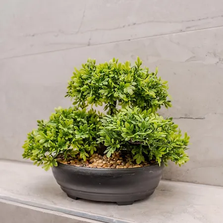 Kolovare Luxury زادار